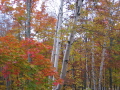 Birches and fall colors