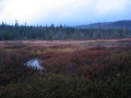 West Canada Lakes bog, behind my campsite