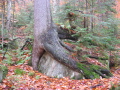 Tree hugging another glacial erratic