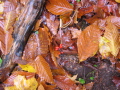 Fall colors closeup