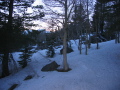 Hidden aspen grove by creek at dusk