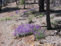 The burned-out areas were full of wildflowers