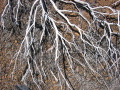 Remains of a manzanita