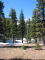 Pines and snowy ridge by our camp