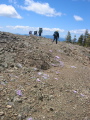 Purple flowers on the ridge trail