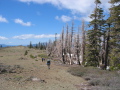 The beginning of our longest stretch of burned-out forest