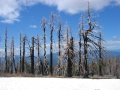 Ghost trees guarding the snowy trail