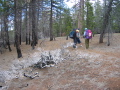 The remains of a manzanita, sneaking up on Theresa, Dale and Paige