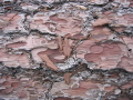 Fallen tree bark patterns