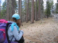 Paige checking out the slowly-recovering pines