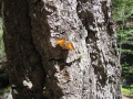 Butterfly by creek